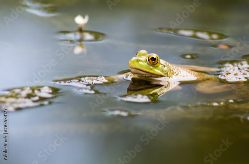 little frog in the water with a small flower © FABIAN PONCE GARCIA