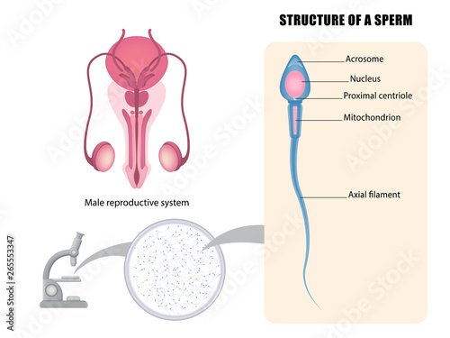 Diagram of Male reproductive system and sperm structure