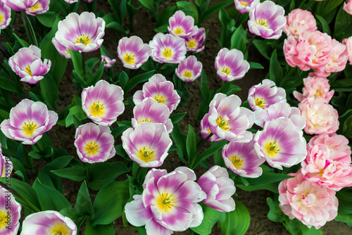 Top and close up view group of pink  purple and white blooming tulips.