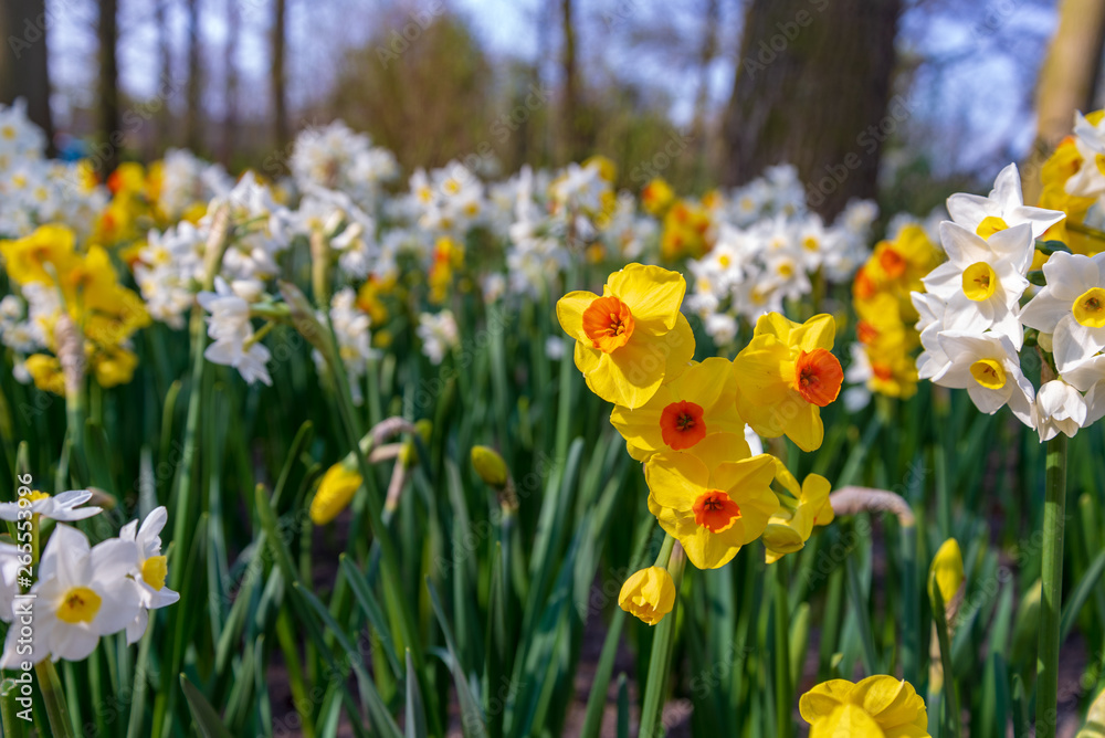 Close up natural sunny view of various colourful yellow, white and orange Daffodil or Narcissus Jonquilla flowers field. Close up natural sunny view of various colourful yellow, white and orange Daffodil or Narcissus Jonquilla flowers field.