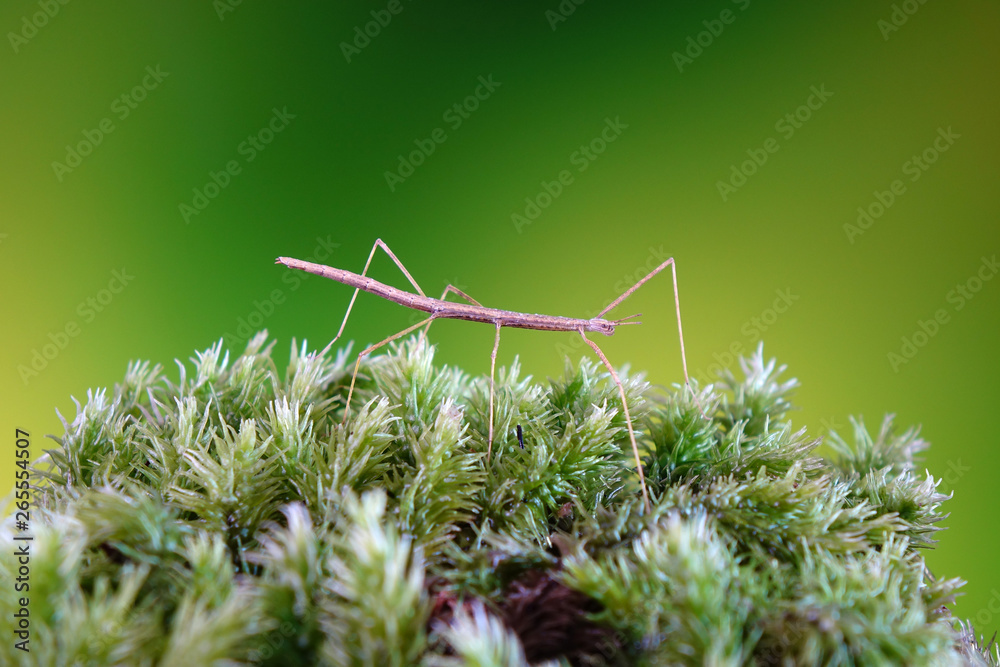 Foto de Stick insect or Phasmids (Phasmatodea or Phasmatoptera) also