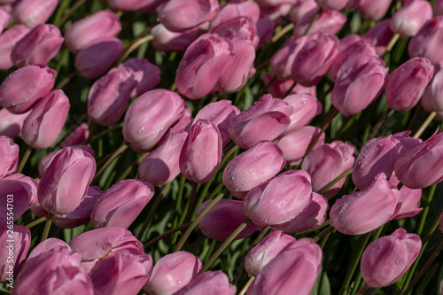 Traditional Tulip Festival in Emirgan Park  a historical urban park located in Sariyer district.Tourists and locals visit and spend time.Istanbul Turkey