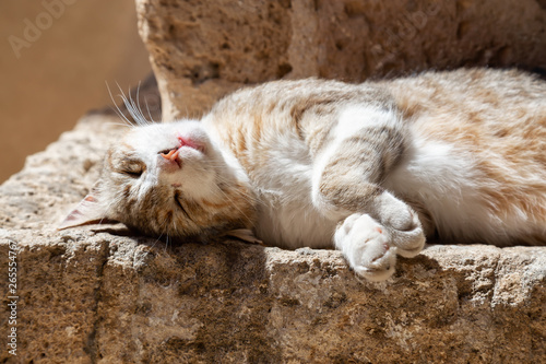 Cute and Adorable Street Cat is sitting on a brick wall during a sunny day. Taken in Old Port of Jaffa, Tel Aviv, Israel.