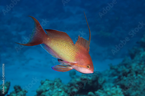 Lyretail anthias (Pseudanthias squamipinnis) photo