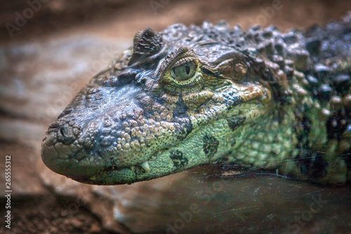 close up portrait of Nile crocodile