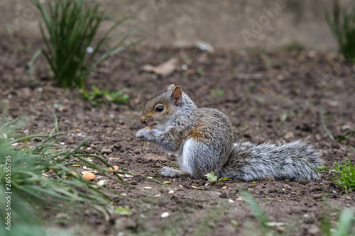 Cute baby gray squirrel eating