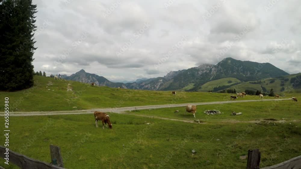 Summer time in the Austrian alps. Cows on a mountain pasture. Beautiful alpine landscape. Stabilized footage.