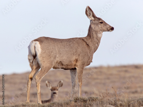 Deer on Ridge