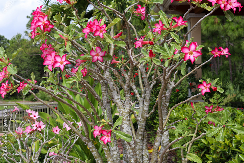 red flowers in garden