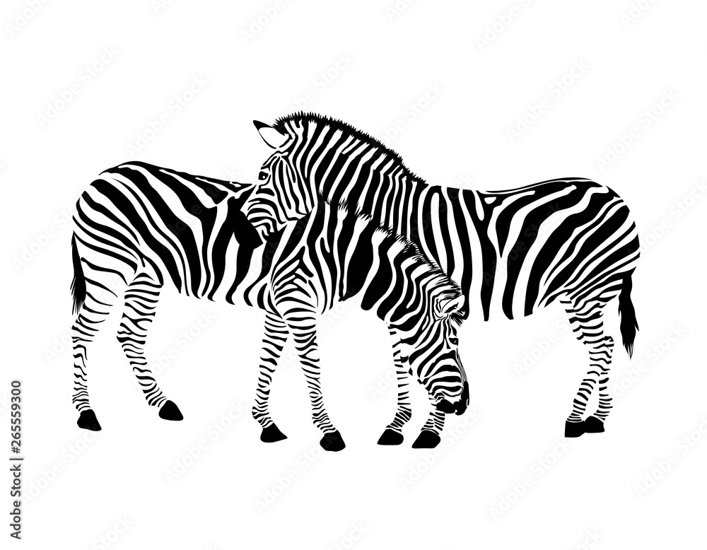 Fototapeta premium Zebra couple standing. Wild animal texture. Striped black and white. Vector illustration isolated on white background.