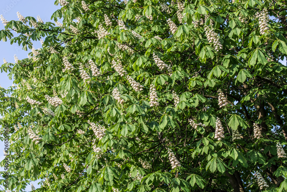 horse chestnut tree with spring white flowers horse chestnut tree with spring white flowers