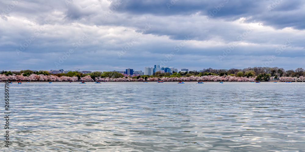 Panoramic View of Washington DC's Cherry Blossoms on the Tidal Basin with Downtown DC in the Background