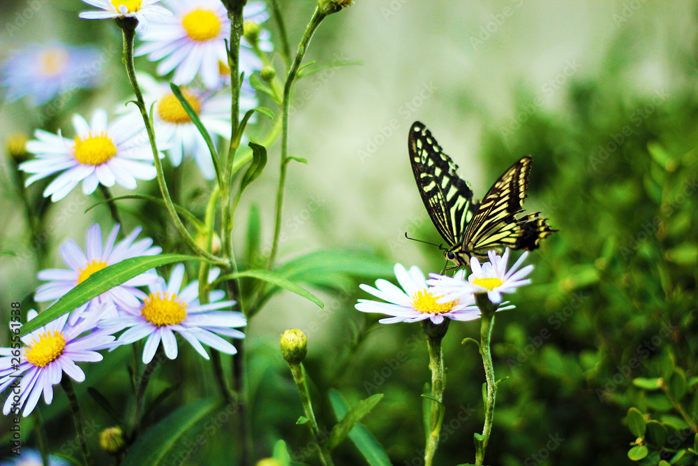 Butterfly Just Flying Butterfly Just Flying