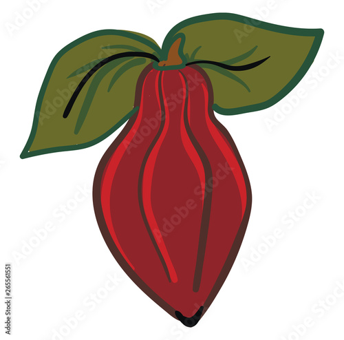 rich cacao vector or color illustration
