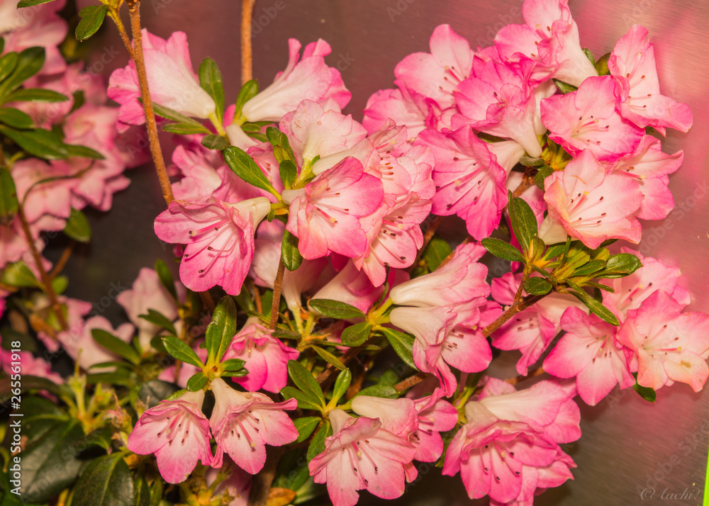 Obraz premium Spring