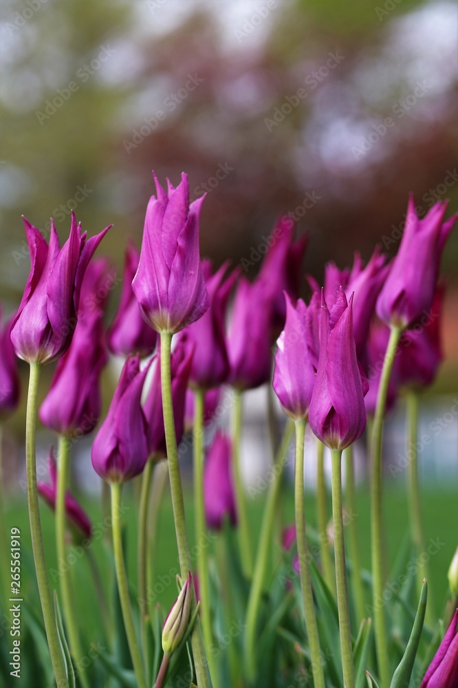 Fototapeta premium vivid purple tulips with slender blossoms