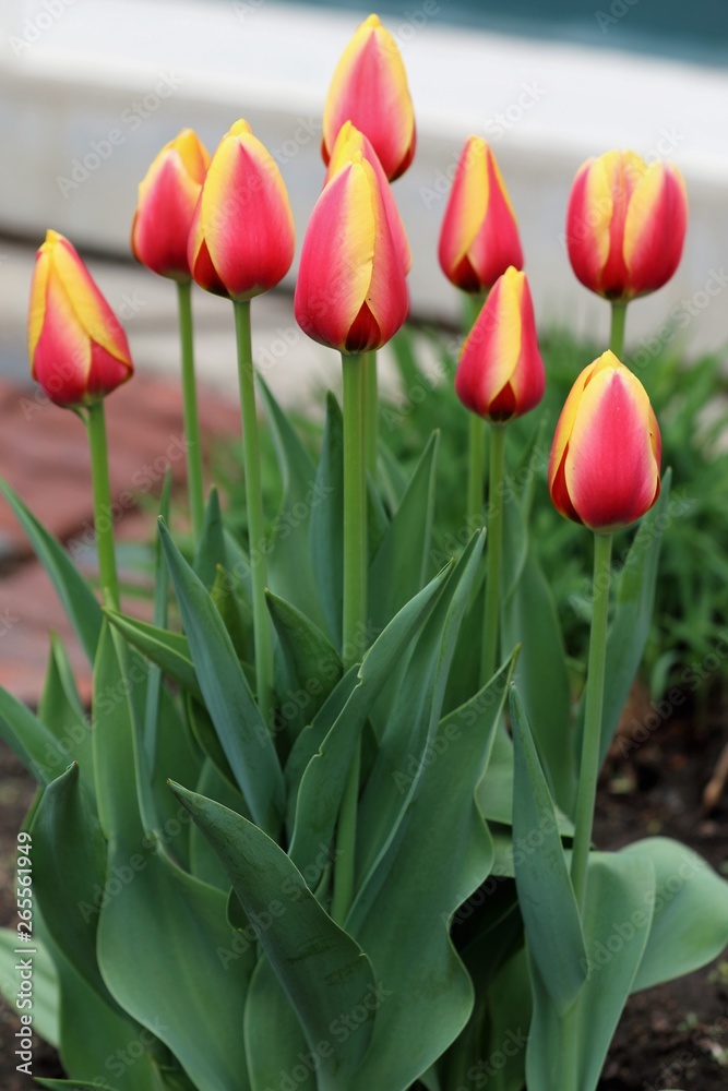 pink and yellow striped tulips bloom in springtime pink and yellow striped tulips bloom in springtime