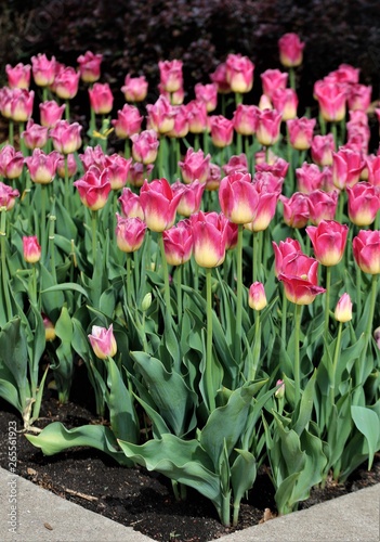 a bevy of pink and yellow hybrid tulips in full bloom