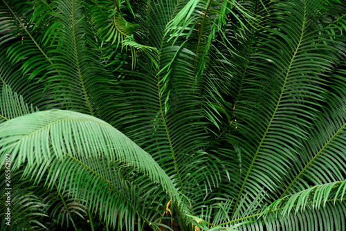 Wall of green tropical palm frond leaves with exotic shapes and textures in Colombia  South America.