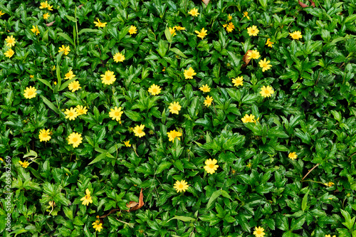 Pequeñas flores amarillas en grama verde en exterior de parque