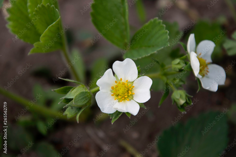 White light of strawberries in the garden. White light of strawberries in the garden.