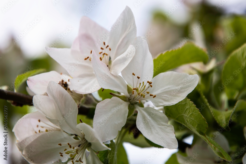 Apple tree blooms, flower buds in the garden.