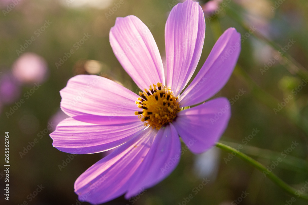 Obraz premium 夕暮れ時の秋桜