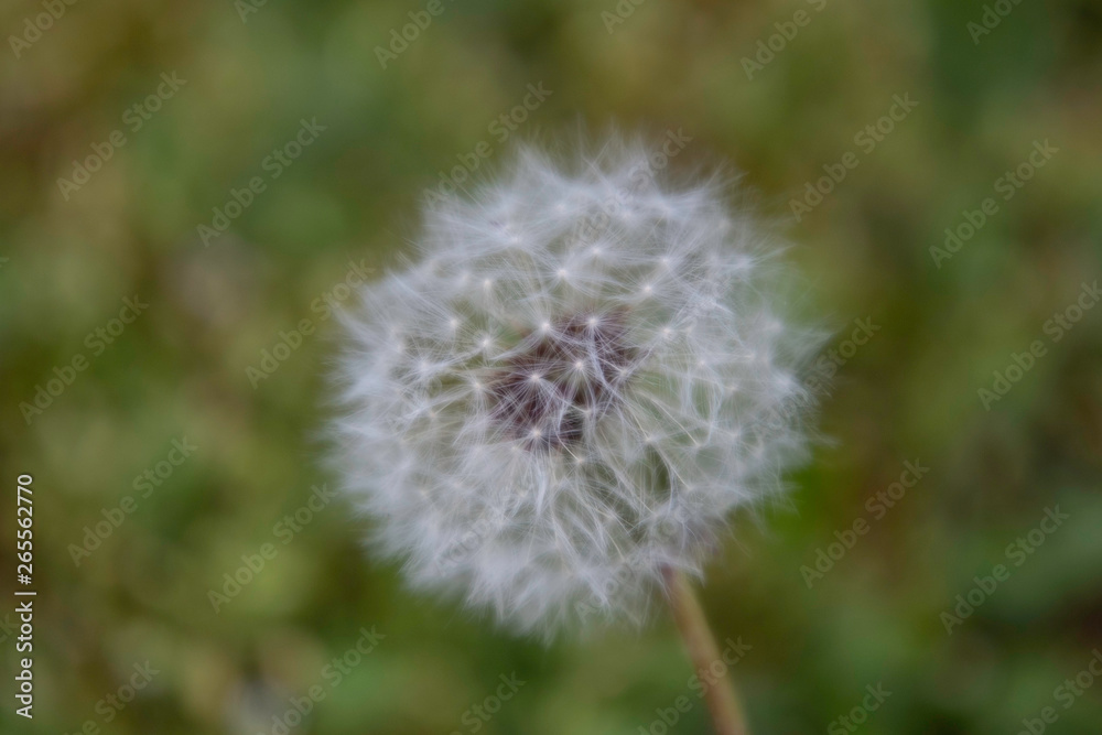Dandelions on a lawn in the garden. Dandelions on a lawn in the garden.