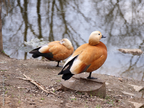 Photo of red duck near the water. photo