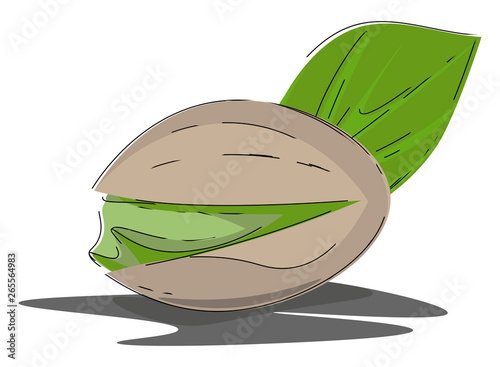 Cartoon oval nut of the pistachio tree/Desert green nuts vector or color illustration