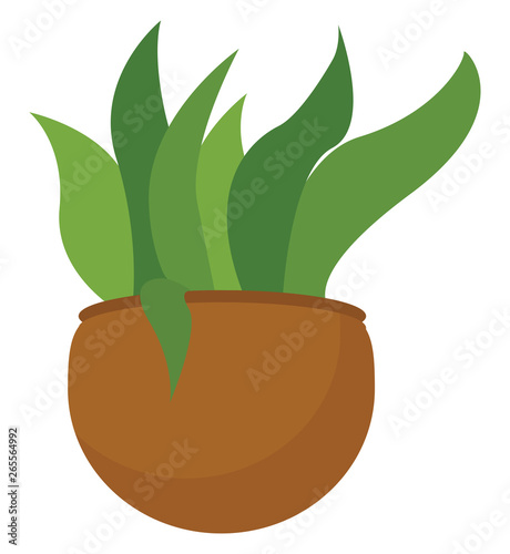 Clipart of a green plant potted on a brown earthen pot vector or color illustration