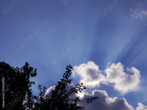 bright blue sky in germany a fluffy cloud and the top of a tree photo