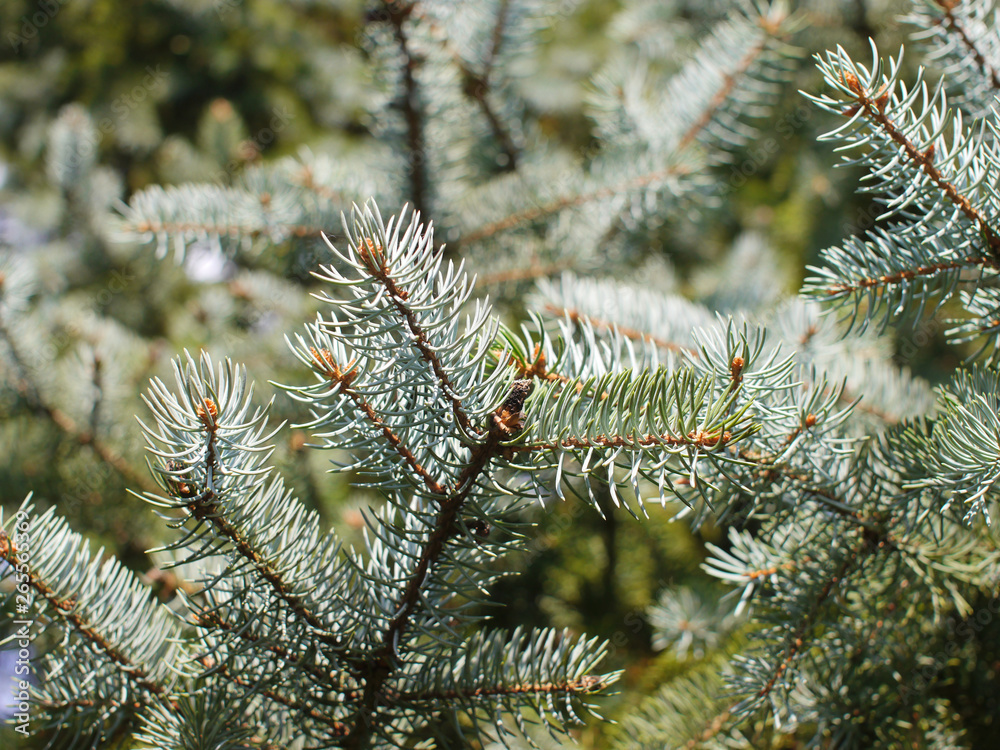 the branches of conifer tree in closeup