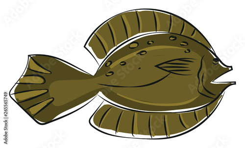 Clipart of a winter flounder fish/Pseudopleuronectes americanus vector or color illustration