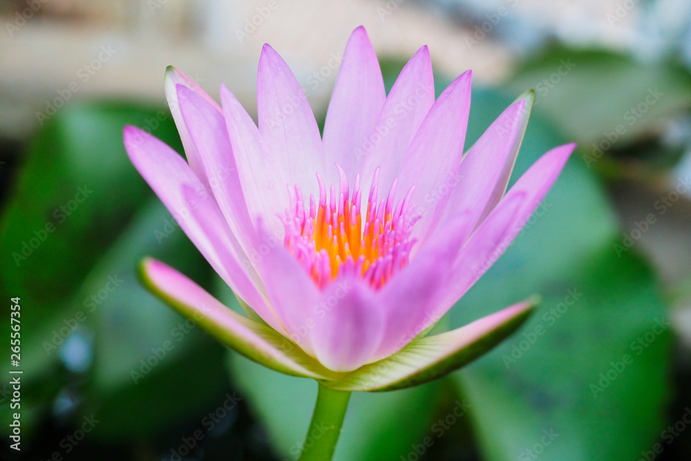 Close up of lotus blooming in macro style,Budha and calm concept