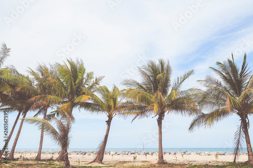 Coconut trees with sea view background  summer or vacation concept
