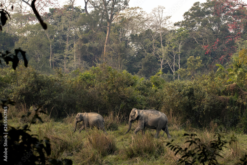 habitat of wild elephants