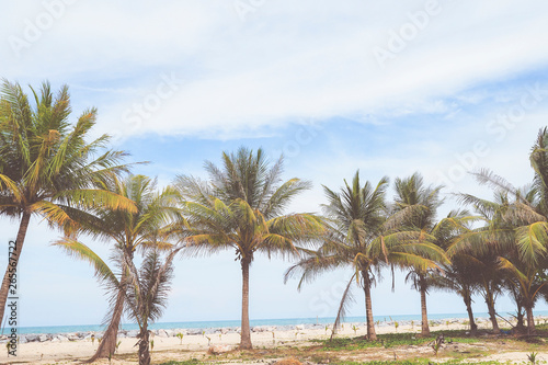 Coconut trees with sea view background ,summer or vacation concept © kittiyaporn1027