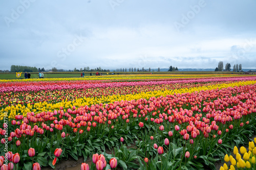 Wallpaper Mural colorful tulip farm Torontodigital.ca
