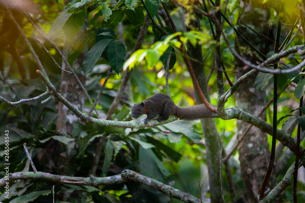 squirrel on tree with green leaves squirrel on tree with green leaves