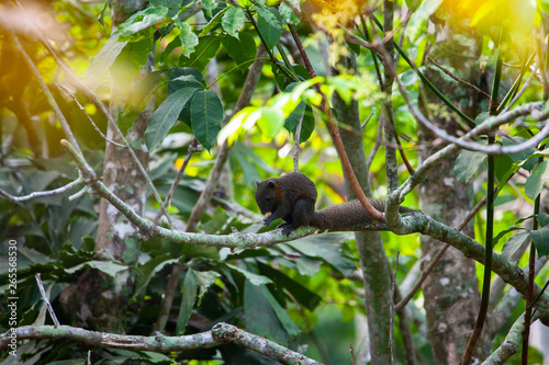 squirrel on tree with green leaves  