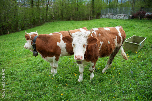 2 chubby cows in grass field © lmanju