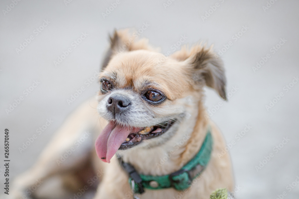 Close-up background view of the small dog Pomeranian, with a playful character and likes to play with the owner, with blurred movements while waiting for food Close-up background view of the small dog Pomeranian, with a playful character and likes to play with the owner, with blurred movements while waiting for food