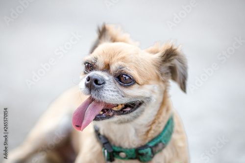 Close-up background view of the small dog Pomeranian, with a playful character and likes to play with the owner, with blurred movements while waiting for food