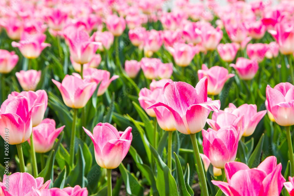 Blooming tulips. Beautiful spring and summer background. Place to insert text. Spring flowers. Blooming tulips. Beautiful spring and summer background. Place to insert text. Spring flowers.