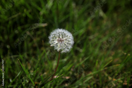 Dandelion with seeds in grassy lawn closeup