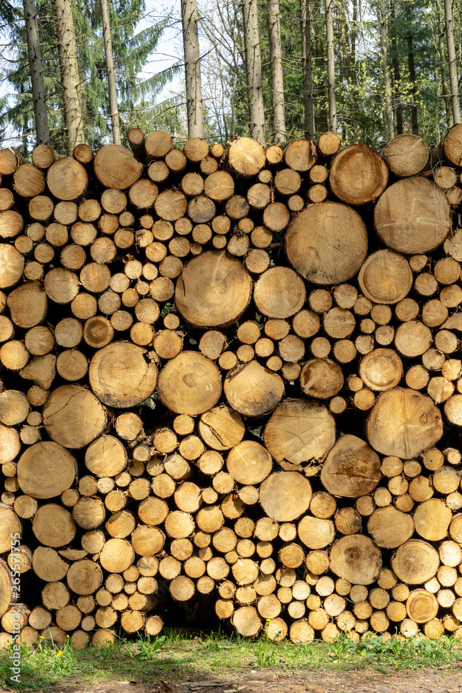 Wooden Logs with Forest on Background. Trunks of trees cut and stacked in the foreground