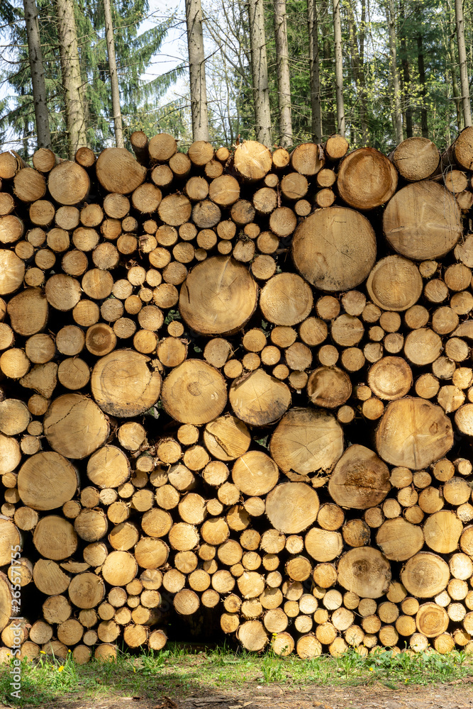 Wooden Logs with Forest on Background. Trunks of trees cut and stacked in the foreground Wooden Logs with Forest on Background. Trunks of trees cut and stacked in the foreground