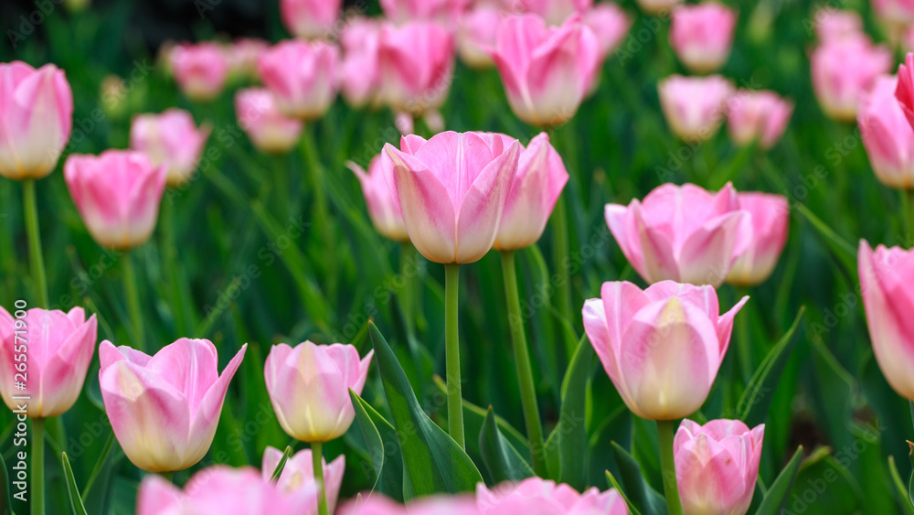 Fototapeta premium Blooming tulips. Beautiful spring and summer background. Place to insert text. Spring flowers.