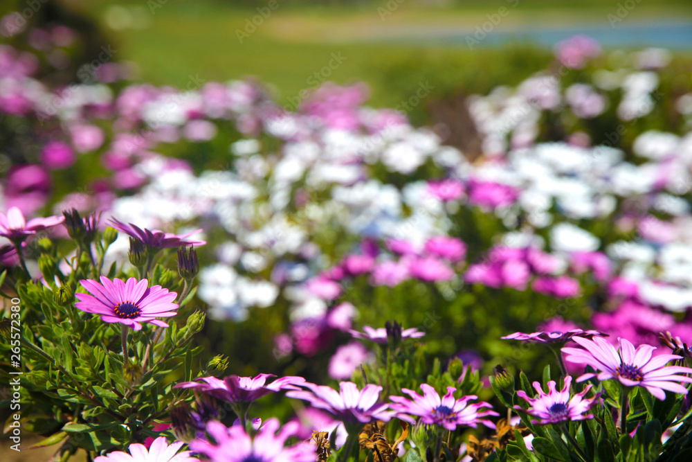 White daisy flowers field (African daisy or Osteospermum ecklonis or Cape marguerite). Top view (flat lay) 